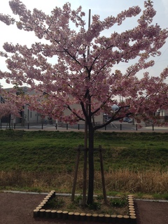 写真 2015-03-18 14 43 53.jpg