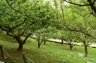 写真 2015-06-07 16 44 32.jpg