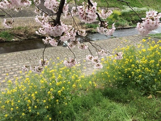 写真 2016-04-05 11 37 11.jpg