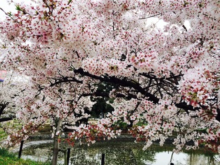 写真 2016-04-06 15 07 46.jpg