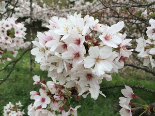 写真 2016-04-10 14 50 10.jpg