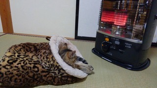 写真 2017-01-28 20 50 12.jpg