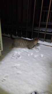 写真 2017-01-28 20 50 17.jpg