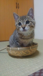 写真 2017-01-28 20 50 19.jpg