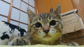 写真 2017-01-28 20 50 36.jpg