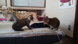 写真 2017-01-28 20 50 39.jpg