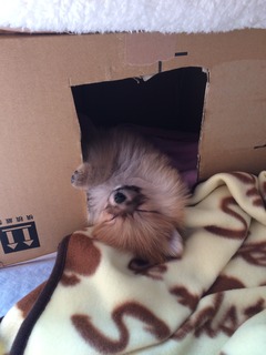 写真 2017-03-11 12 45 24.jpg