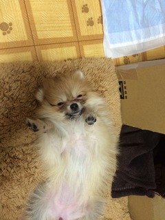 写真 2017-04-06 0 26 14.jpg