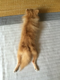 写真 2017-07-02 12 13 25.jpg