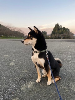 写真 2021-11-16 12 26 47.jpg